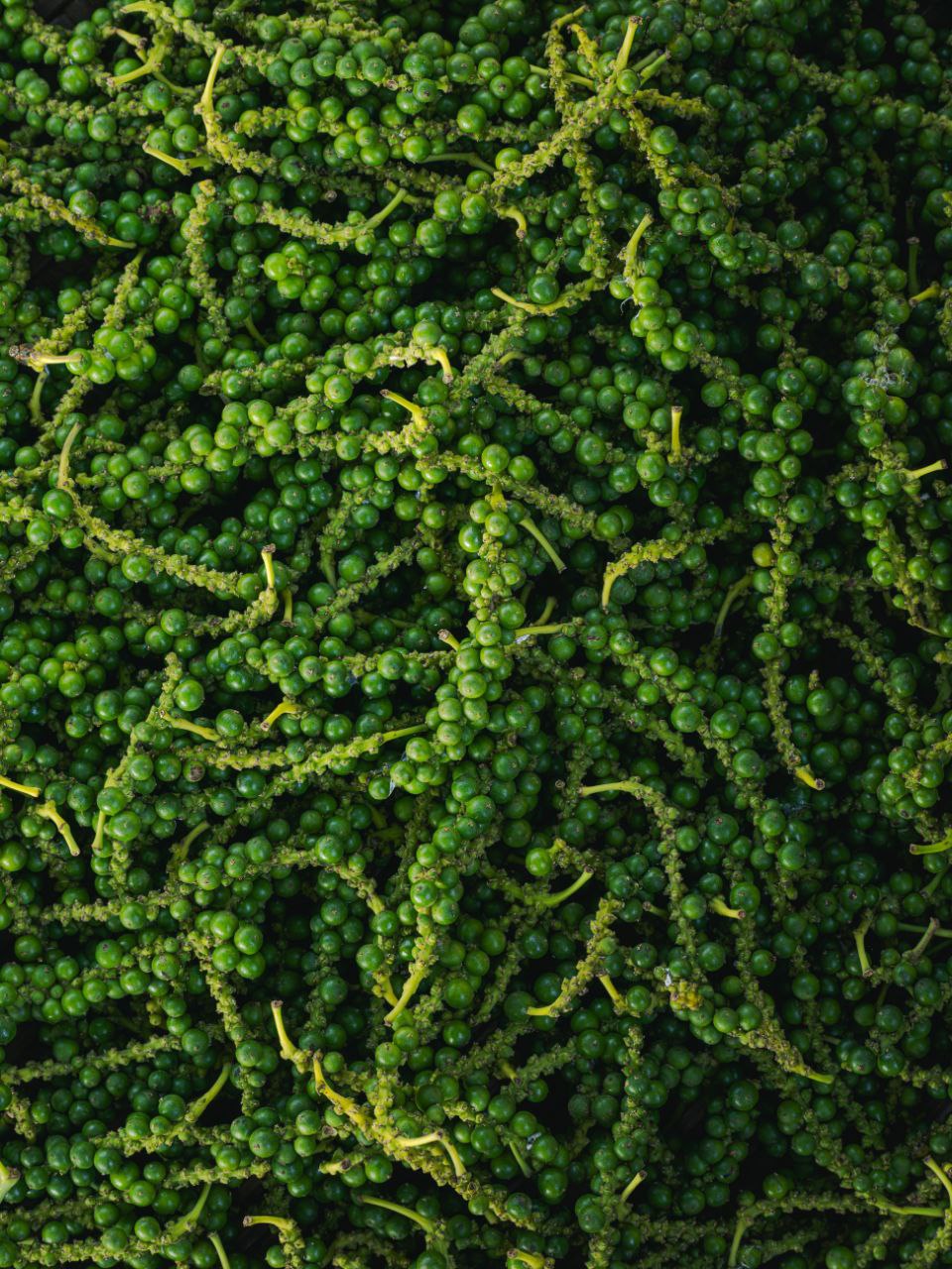 Salted Green Pepper Caviar — 50g